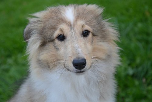 Adorabile cane con sguardo molto dolce