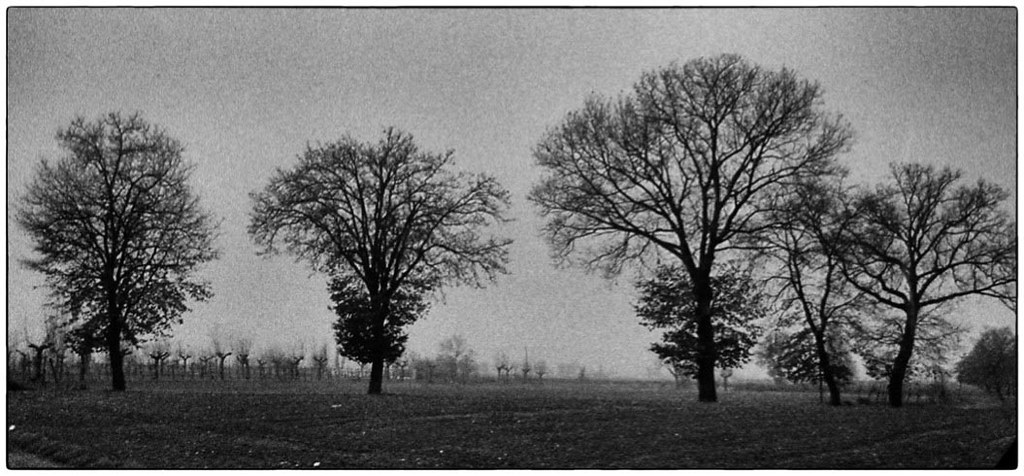 Alberi lontani con cielo grigio inquietante sullo sfondo