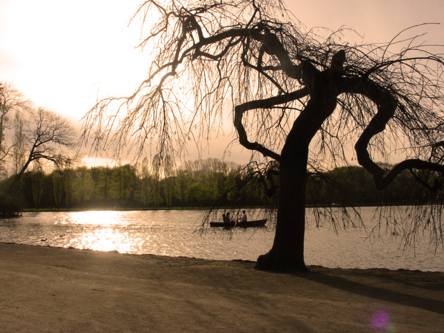 Albero meraviglioso con rami inquietanti al lago