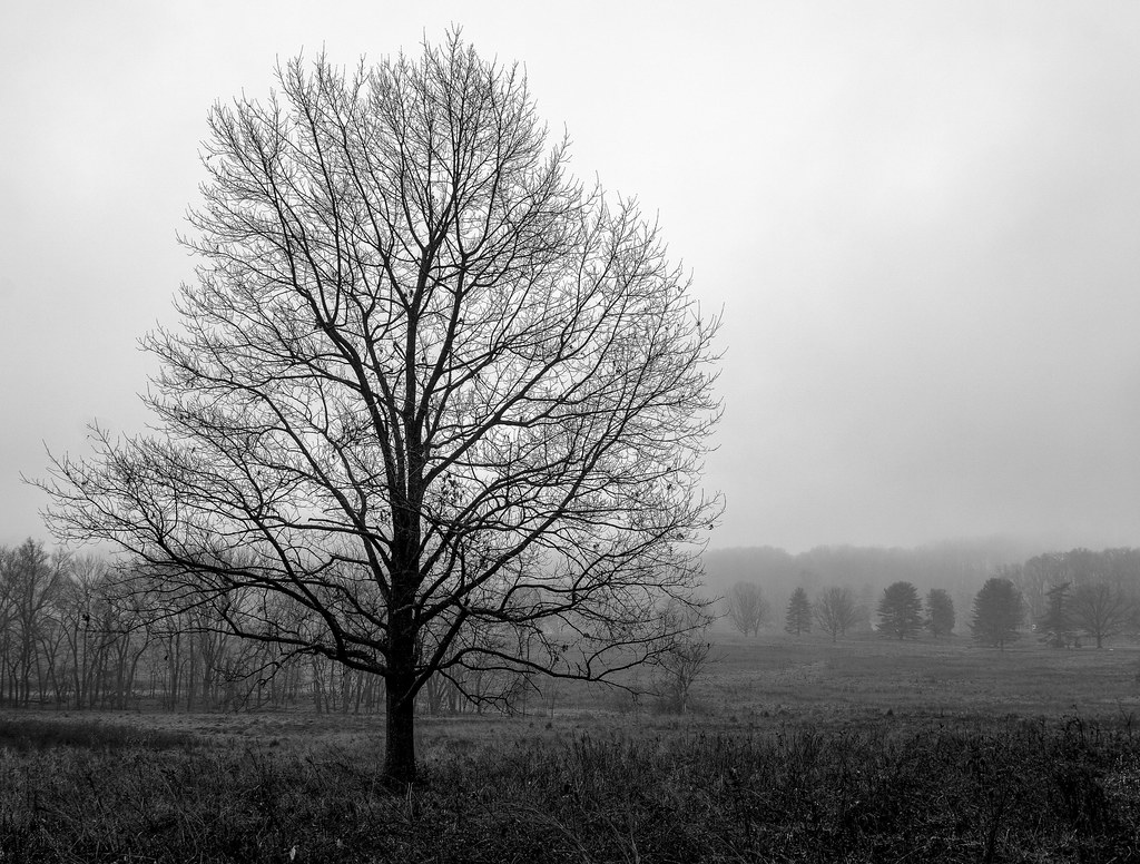 Albero spettrale spoglio e grigio sotto un cielo plumbeo