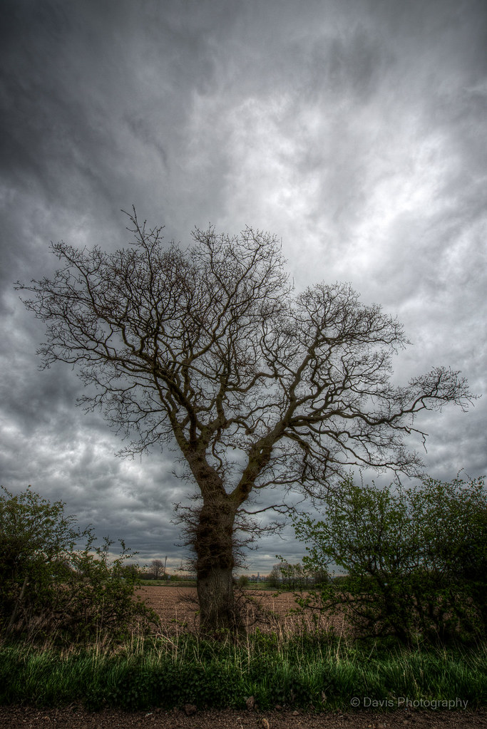 Albero spoglio nel campo sotto un cielo plumbeo