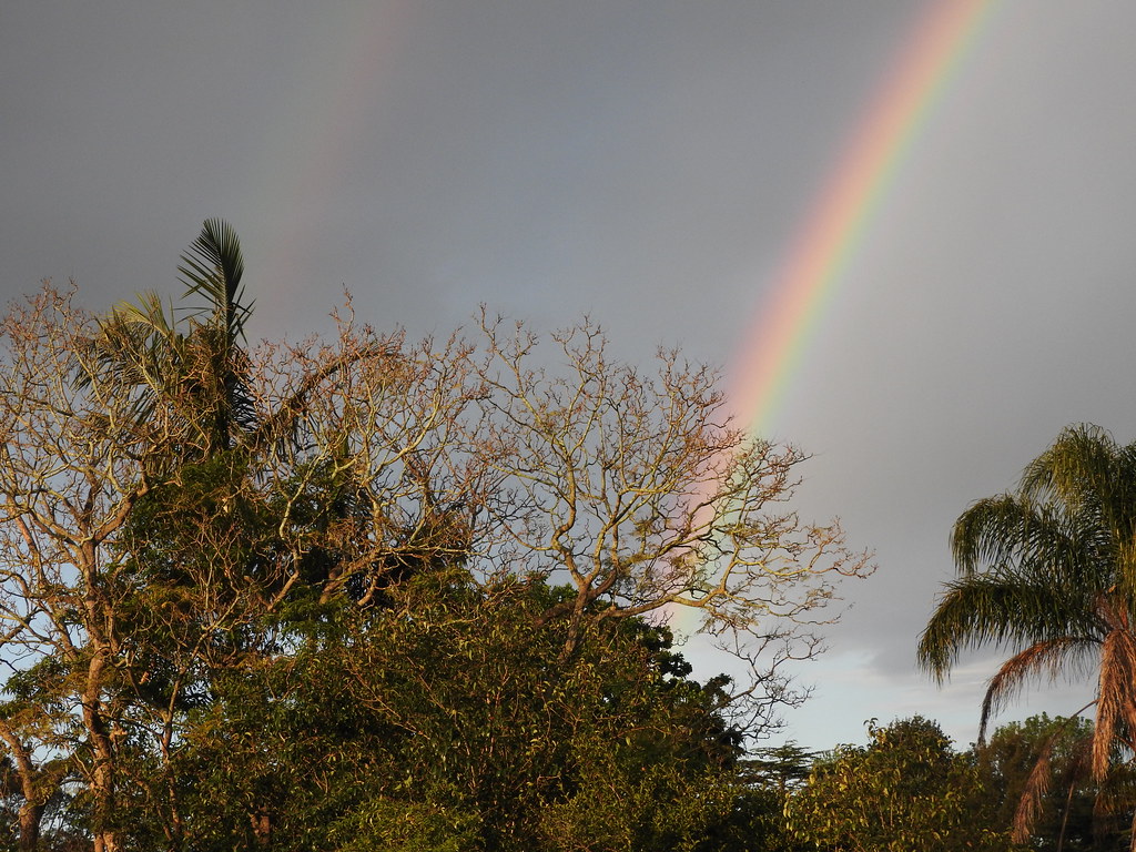 Arcobaleno che fuoriesce da alberelli e cespugli