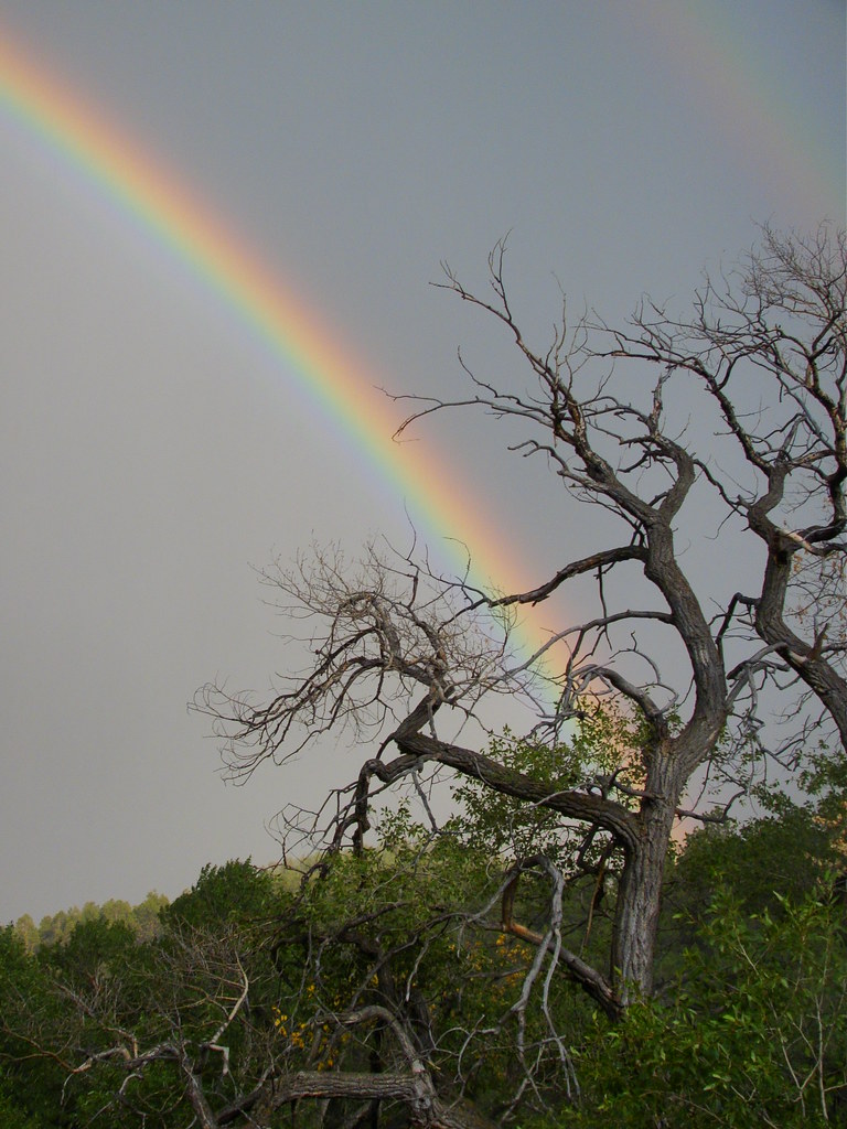 Arcobaleno come saetta che colpisce albero rinsecchito