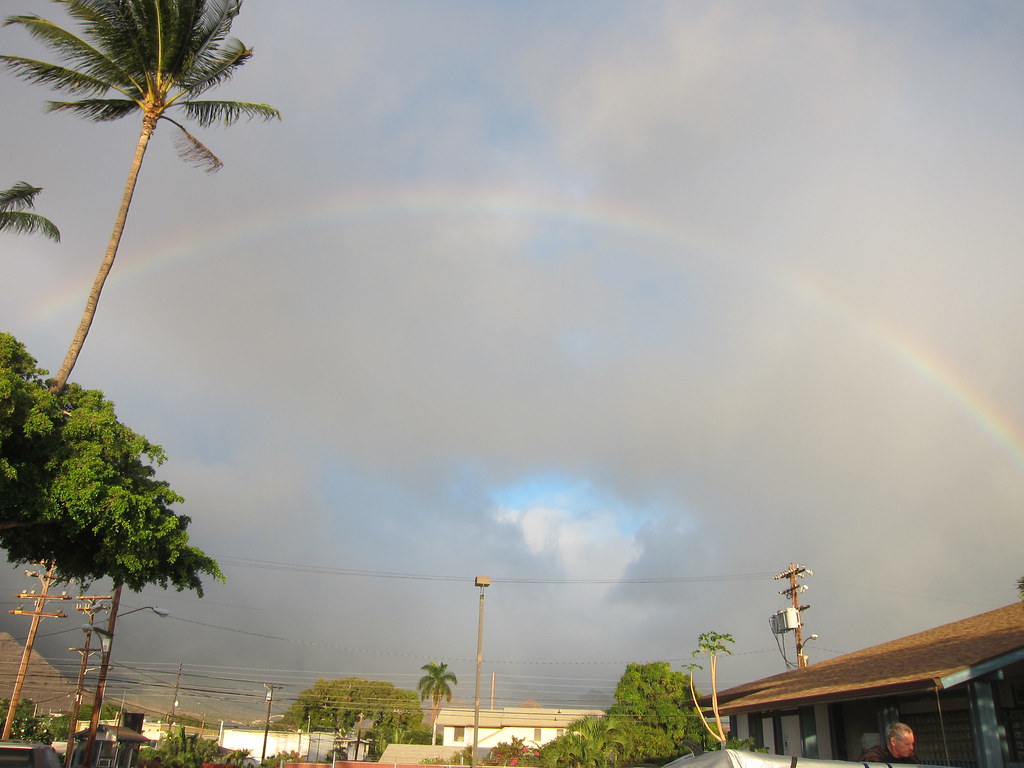 Arcobaleno dietro albero alto simile a palma