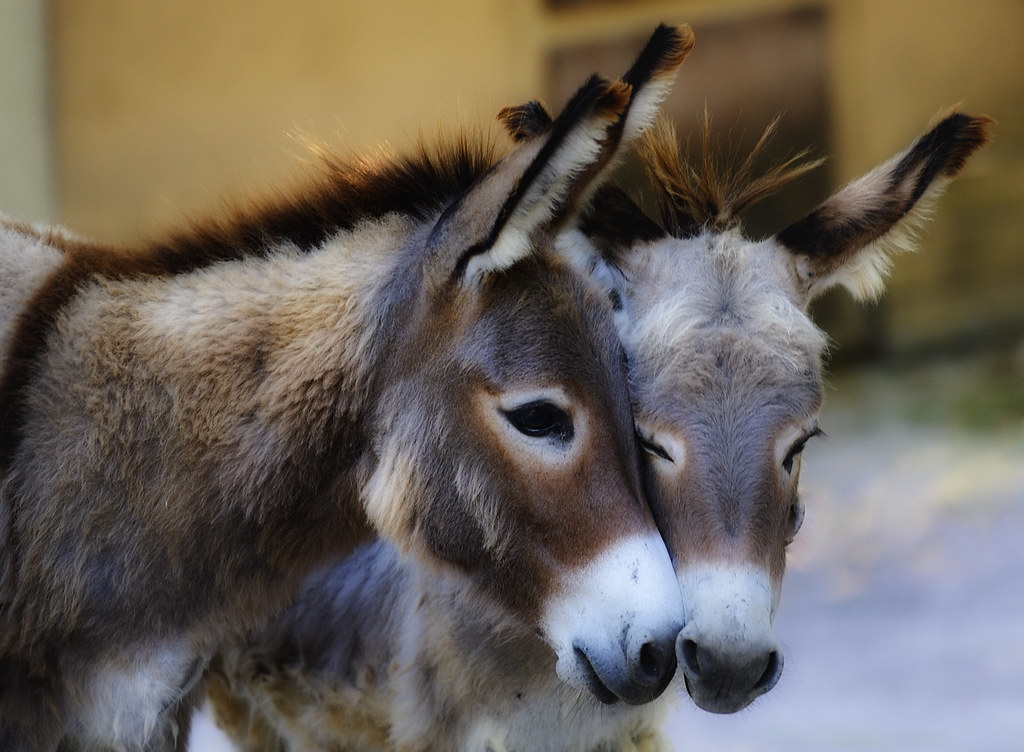 Asini molto teneri che si sfregano amorevolmente la testa