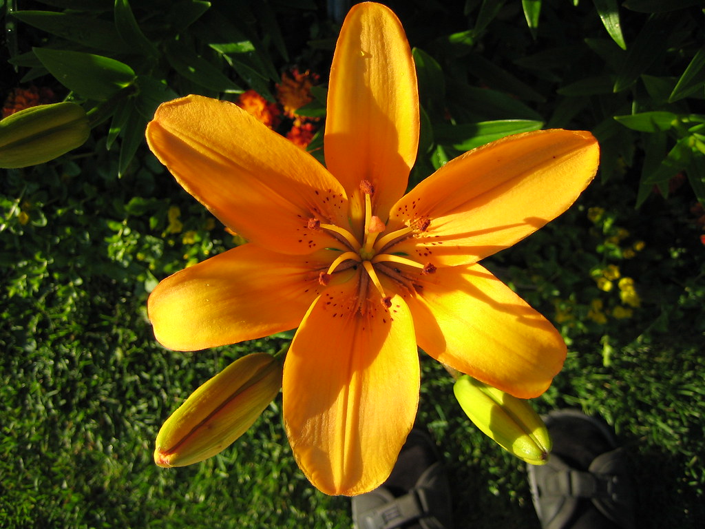 Bel fiore con spessi petali gialli