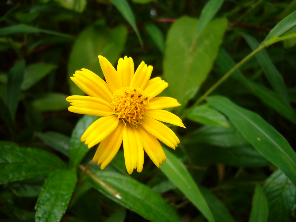 Bel fiore giallo con centro sporgente