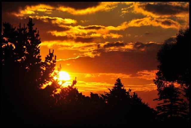 Bel tramonto con sole e nuvole tra alberi