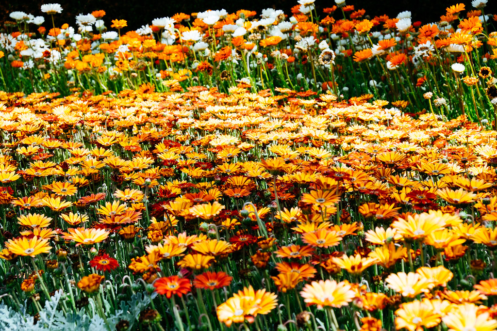 Bellissimo prato con tanti fiori che sembrano dorati