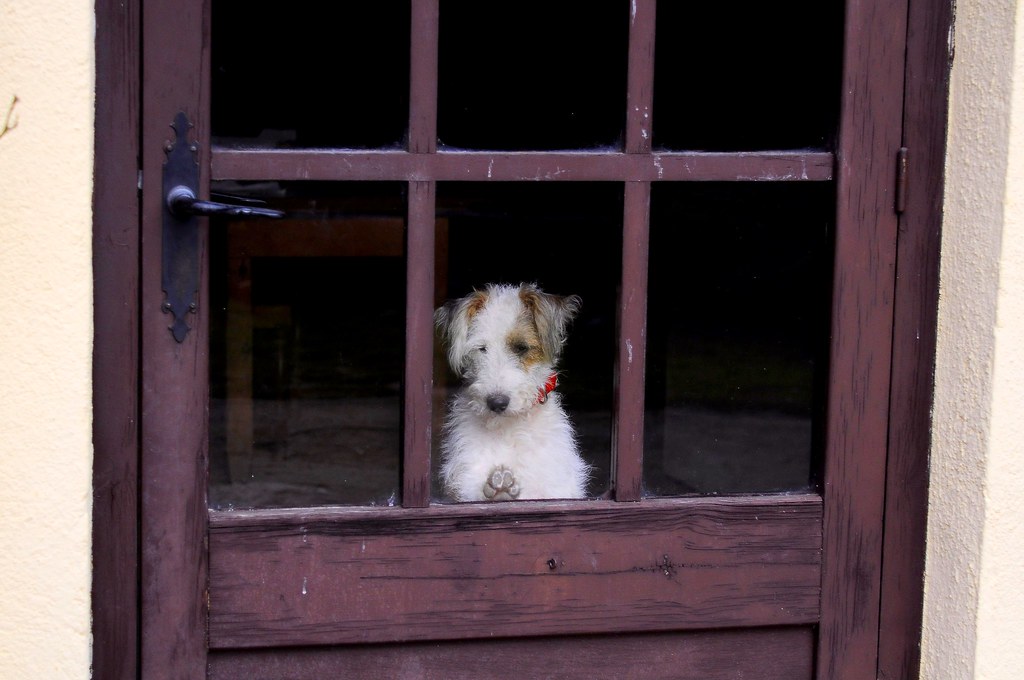 Cagnolino alla finestra che suscita tenerezza e una certa tristezza