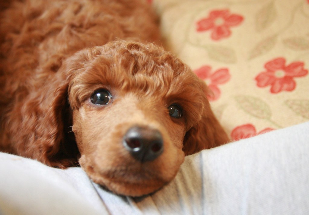 Cagnolino molto dolce sul letto con sguardo profondo