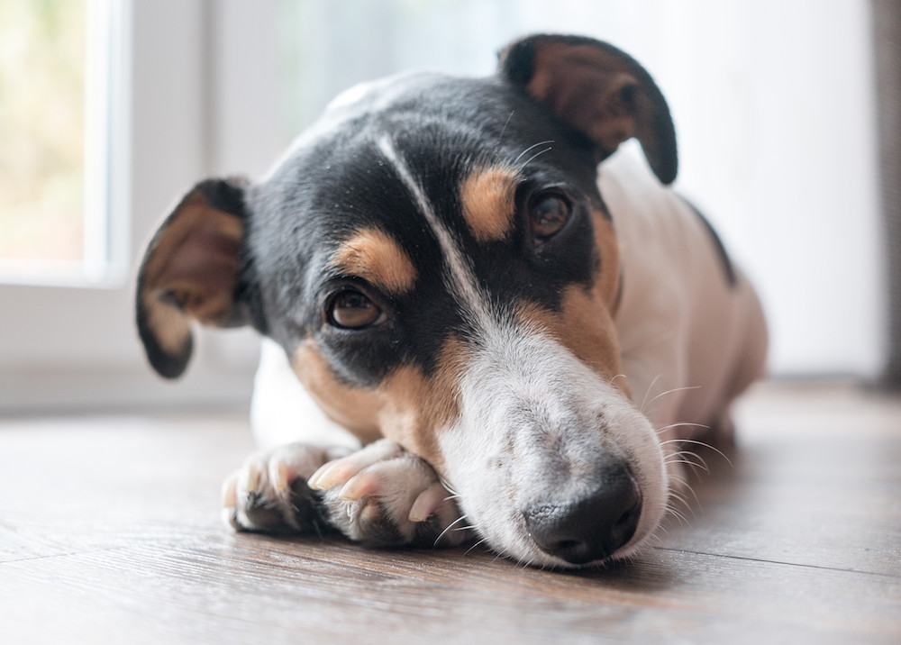 Cagnolino triste sdraiato sul pavimento che fissa il fotografo