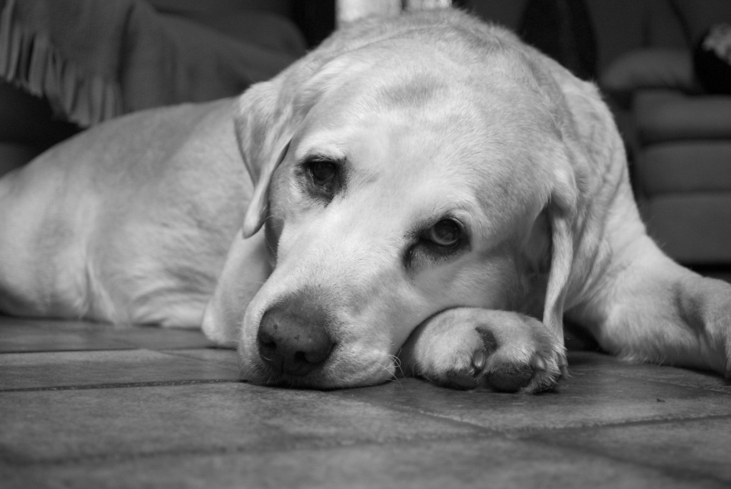 Cane annoiato accucciato sul pavimento