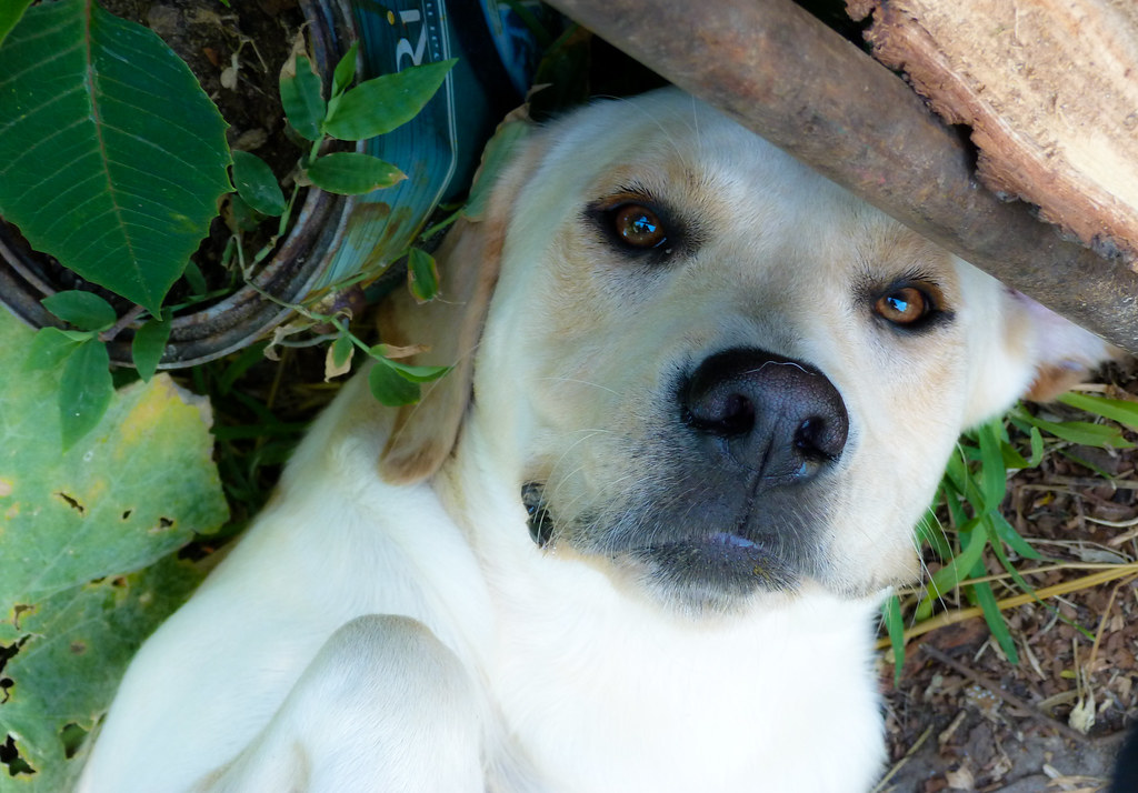 Cane bianco dallo sguardo triste molto tenero