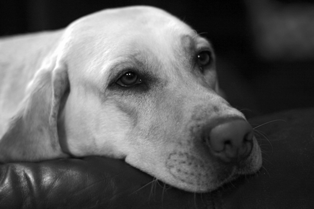 Cane bianco malinconico con muso sul bracciolo del divano