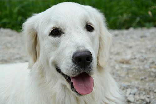 Cane bianco molto bello che infonde positività e dolcezza