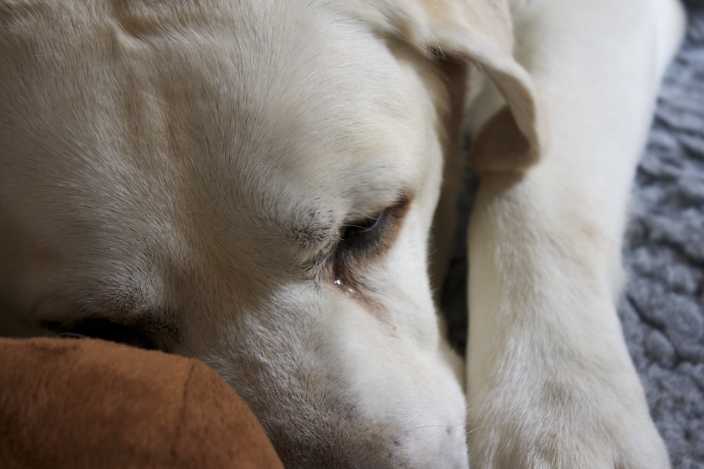 Cane bianco triste che suscita molta tenerezza