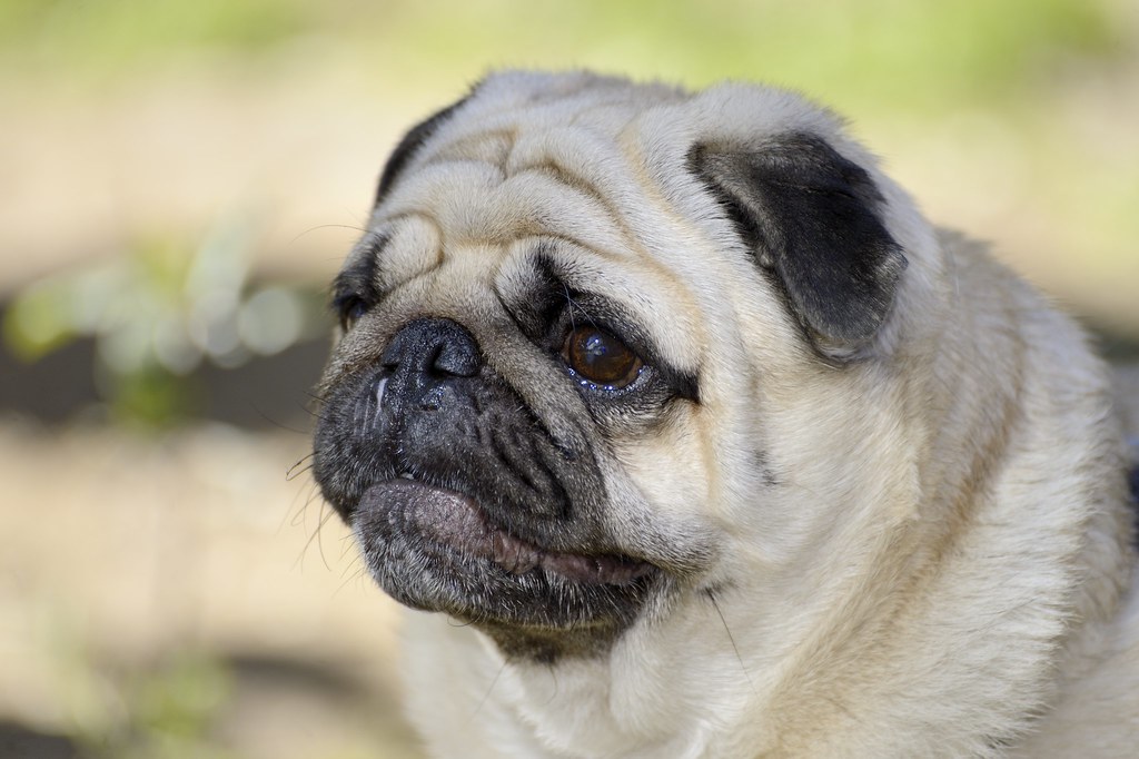 Cane carlino che sembra massiccio ma triste