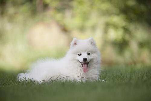 Cane di razza bianco felice sul prato con sguardo dolce