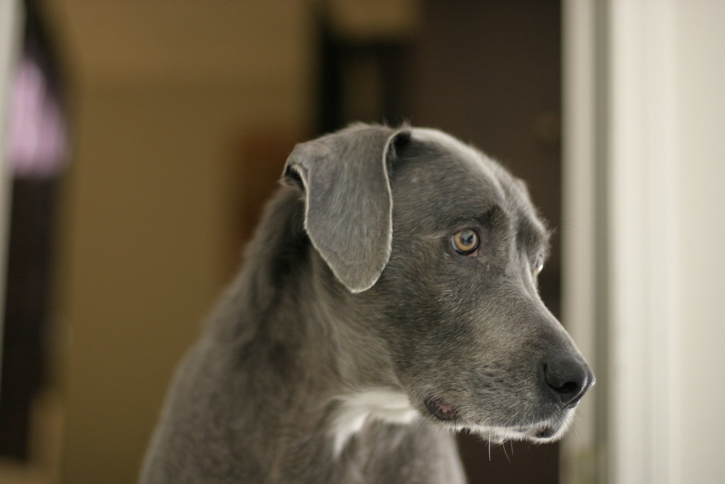 Cane grigio triste alla finestra