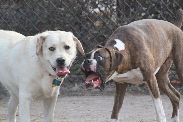 Cane mansueto e cane arrabbiato con espressione facciale ridicola