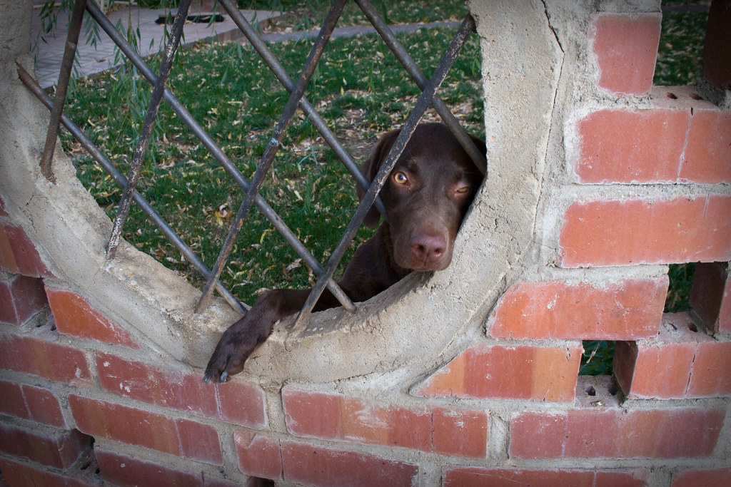 Cane triste che guarda oltre il muro attraverso una grata