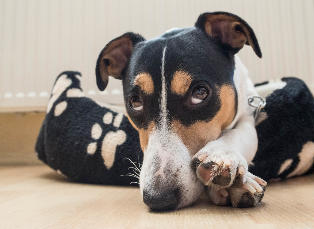 Cane triste con testa appoggiata su zampe come una persona