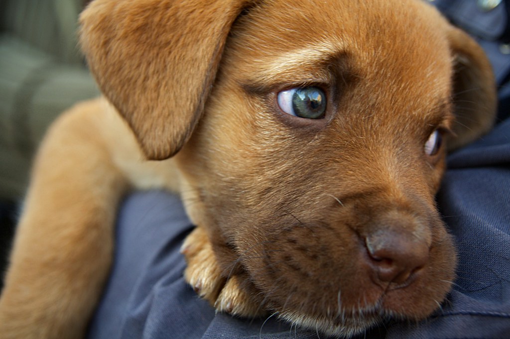 Cane triste molto tenero in braccio al padrone