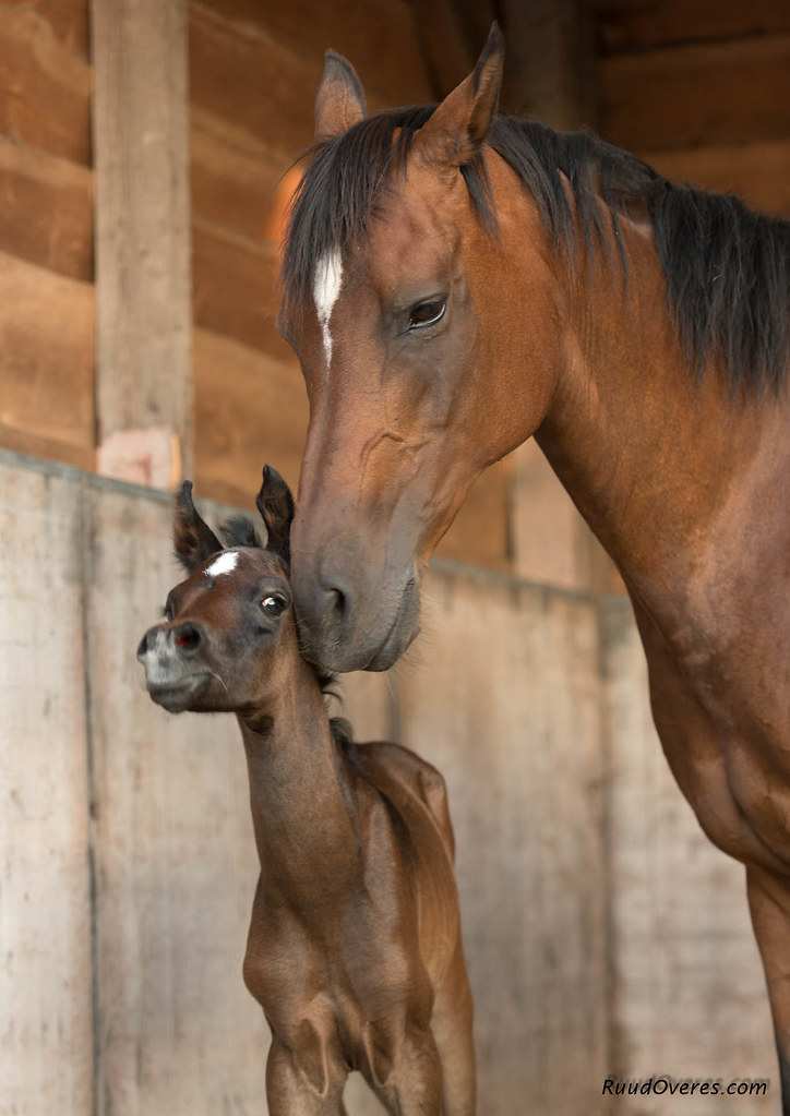 Cavalla adulta che coccola grazioso cavallino