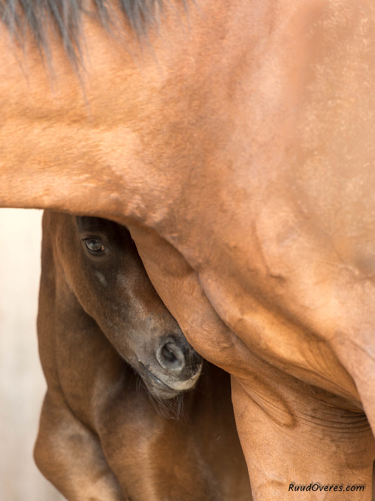 Cavallino timido nascosto dietro mamma cavalla