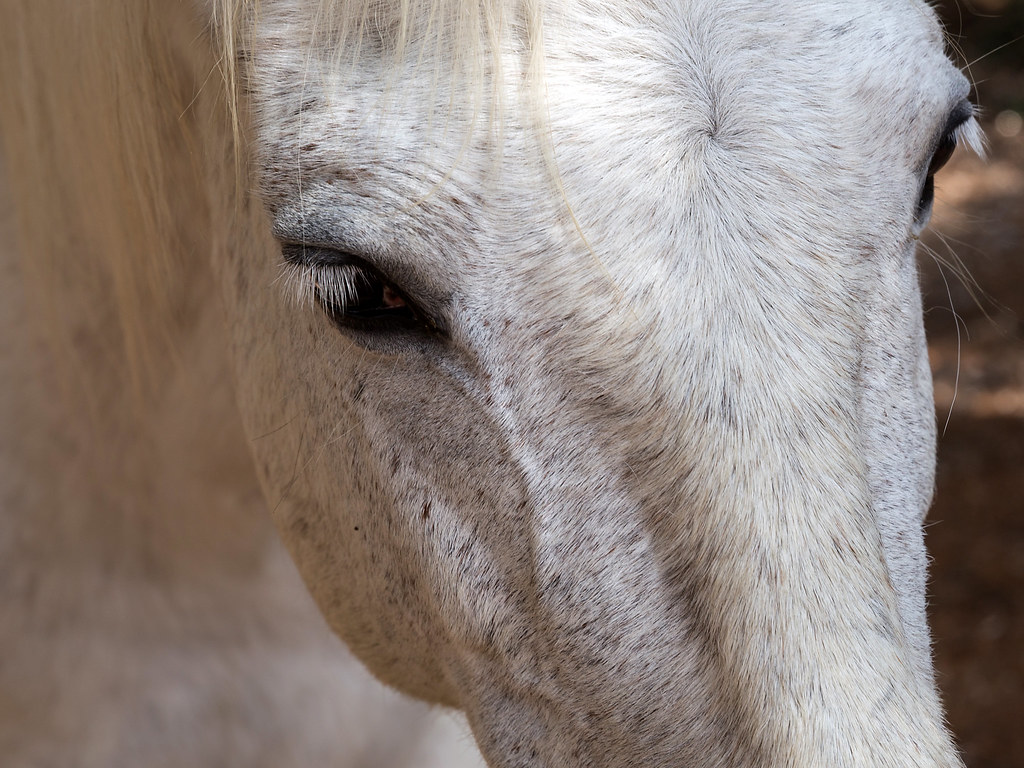 Cavallo bianco con muso lungo molto malinconico