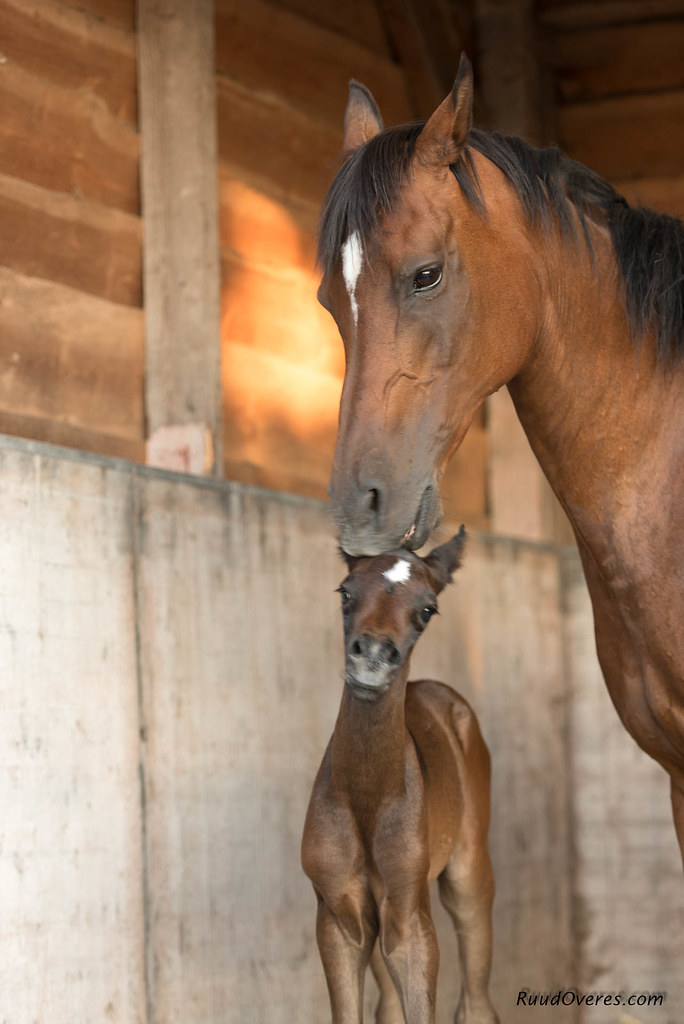 Cavallo e cavallino molto teneri