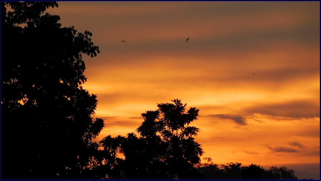 Cielo arancione molto nuvoloso dietro gli alberi