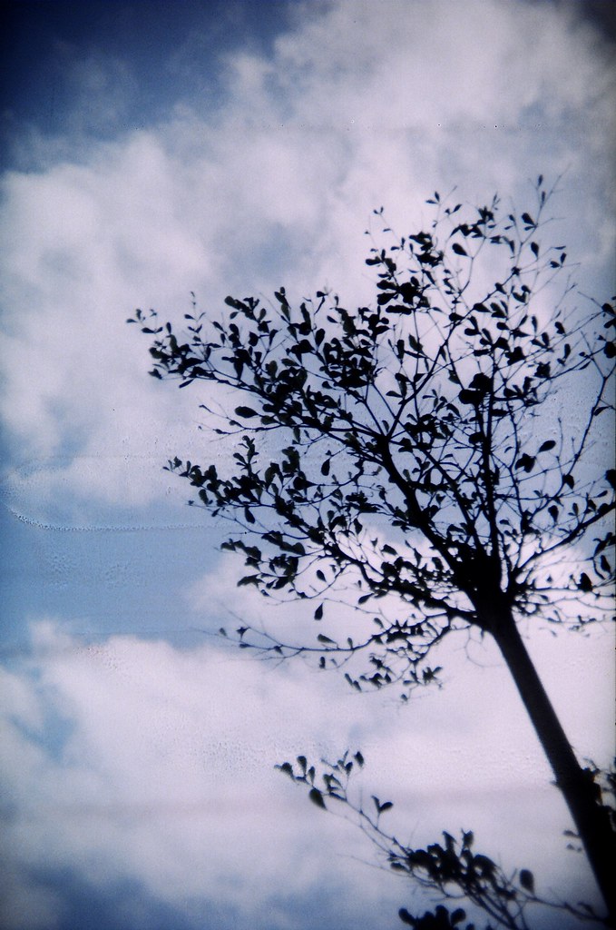 Cielo malinconico che sovrasta albero spoglio obliquo