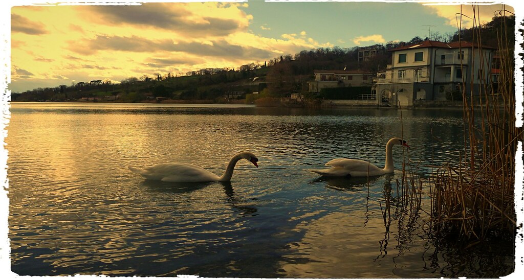 Cigni in lago incontaminato che sembra incantato