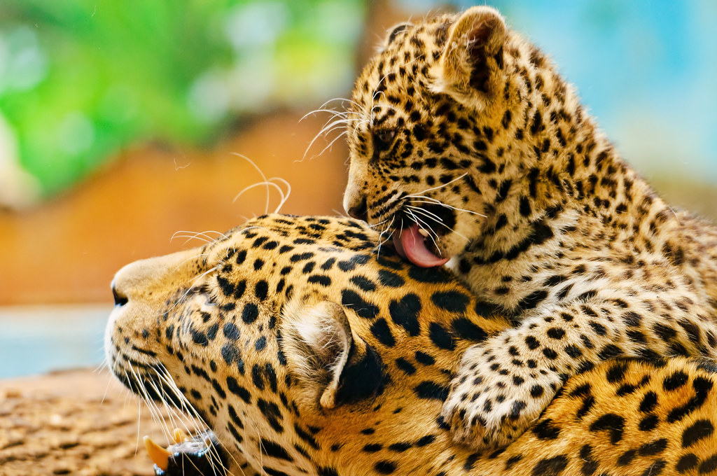 Cucciolo di giaguaro che lecca la madre con tenerezza