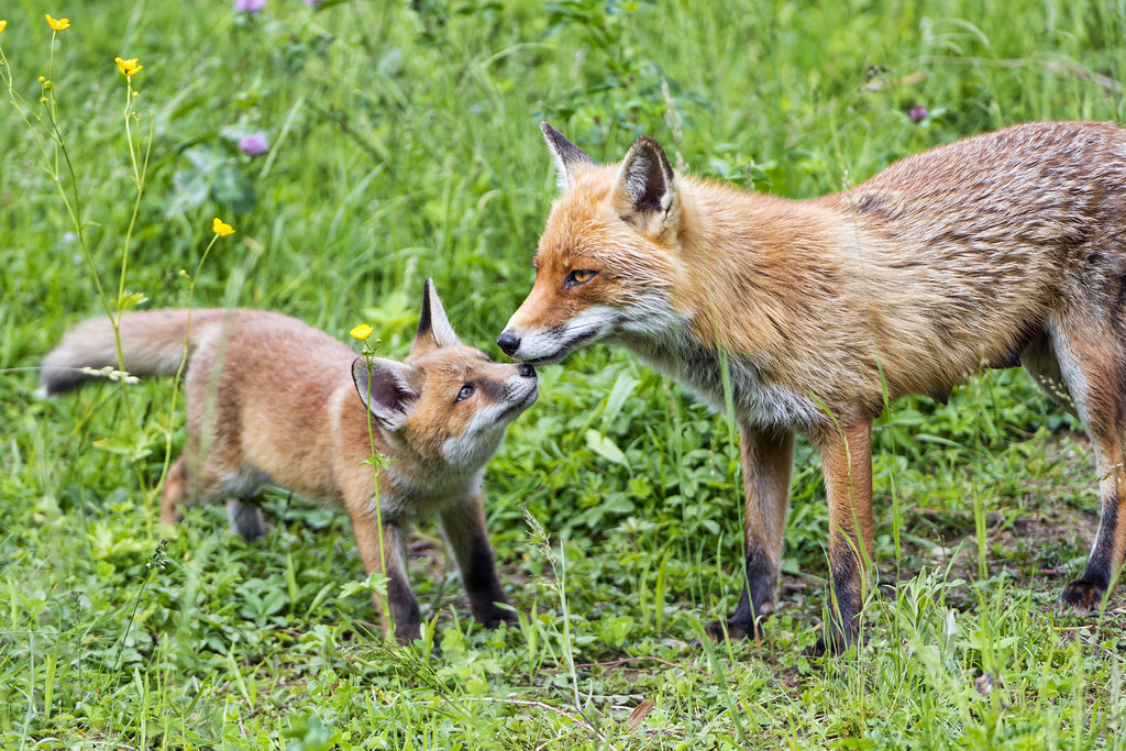 Cucciolo di volpe che fa tenerezza mentre gioca con mamma volpe