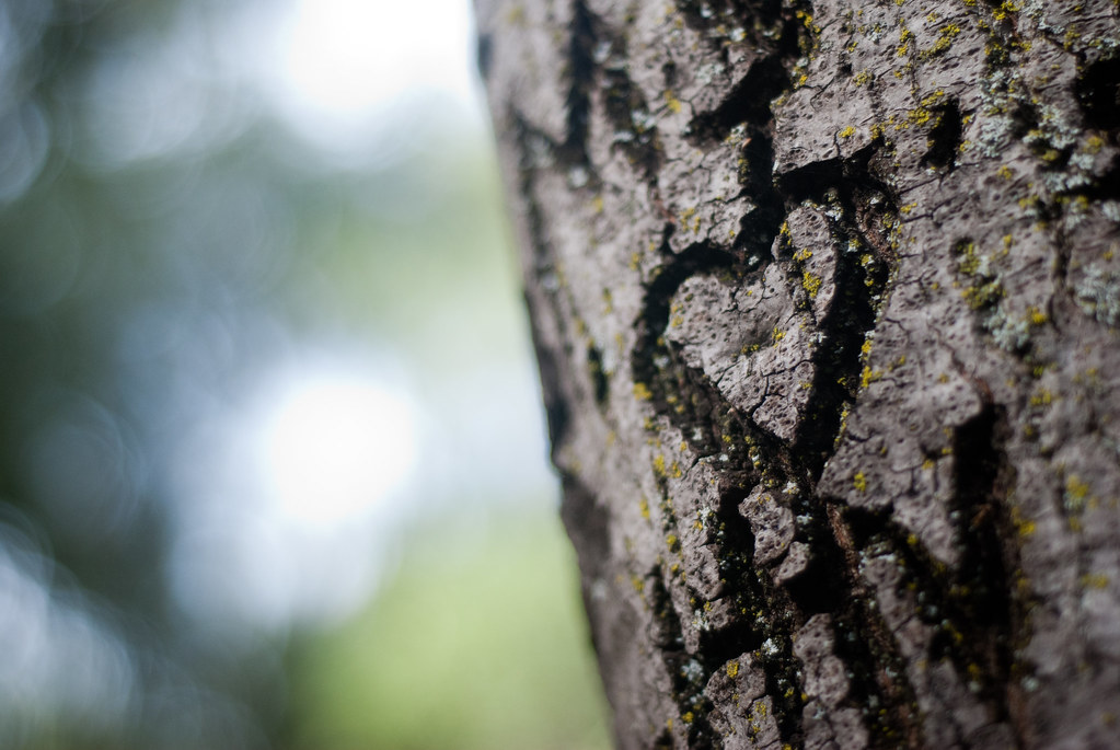 Cuore inciso per amore su tronco di albero