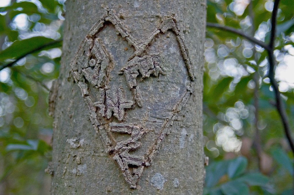 Cuore spigoloso inciso su albero