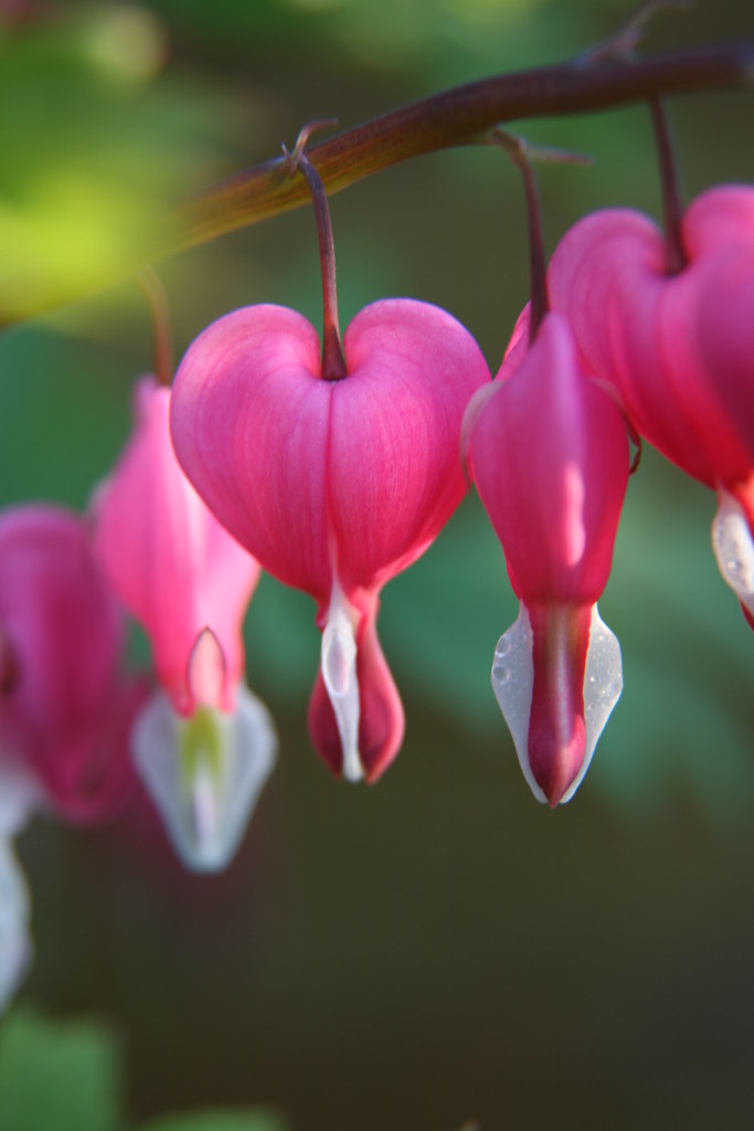 Cuori appesi in natura