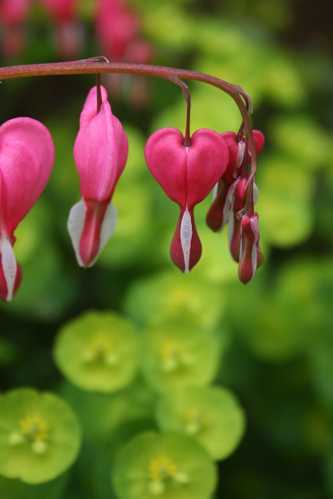 Cuori naturali pendenti in mezzo al verde