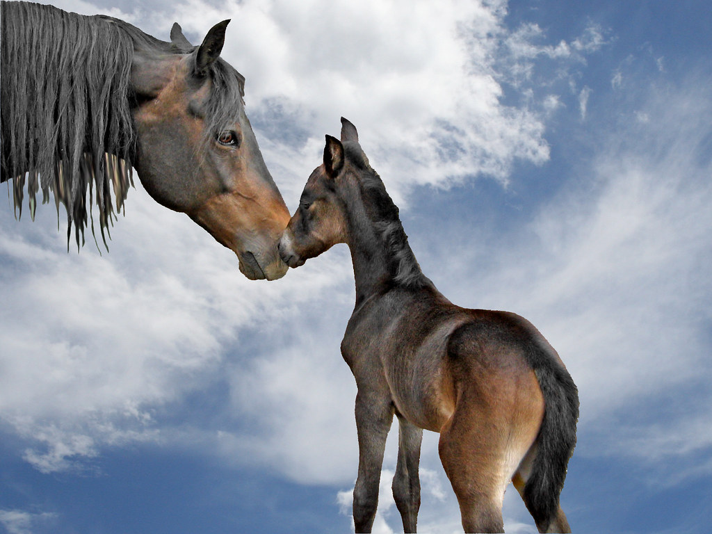 Dolce cavallino con cavallo adulto sotto un bel cielo