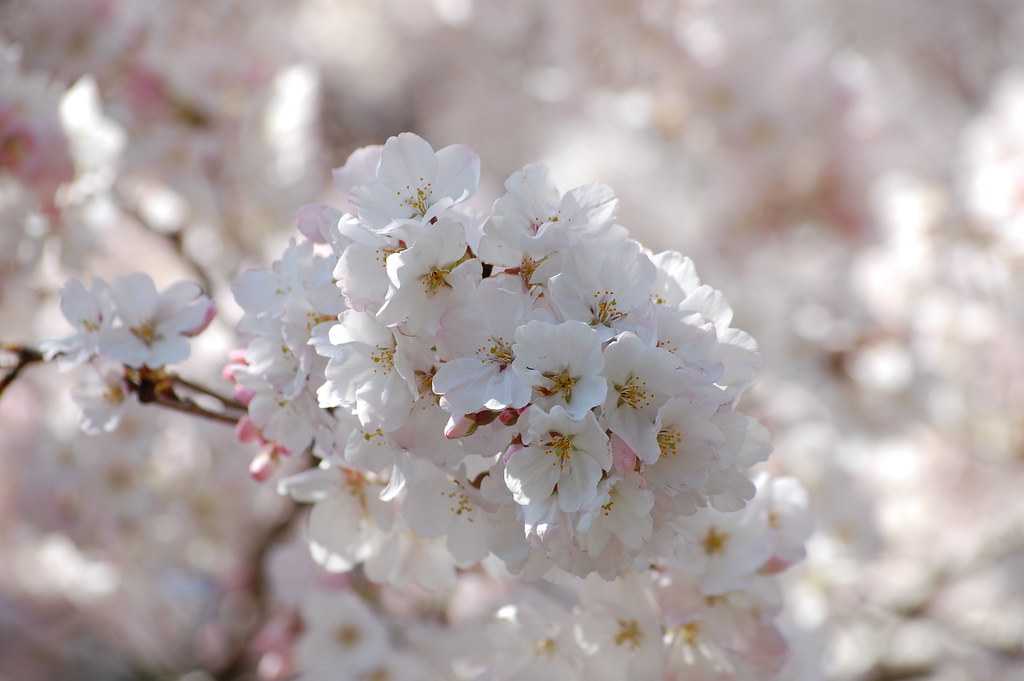 Dolci pensieri alla vista di fiori bianchi bellissimi