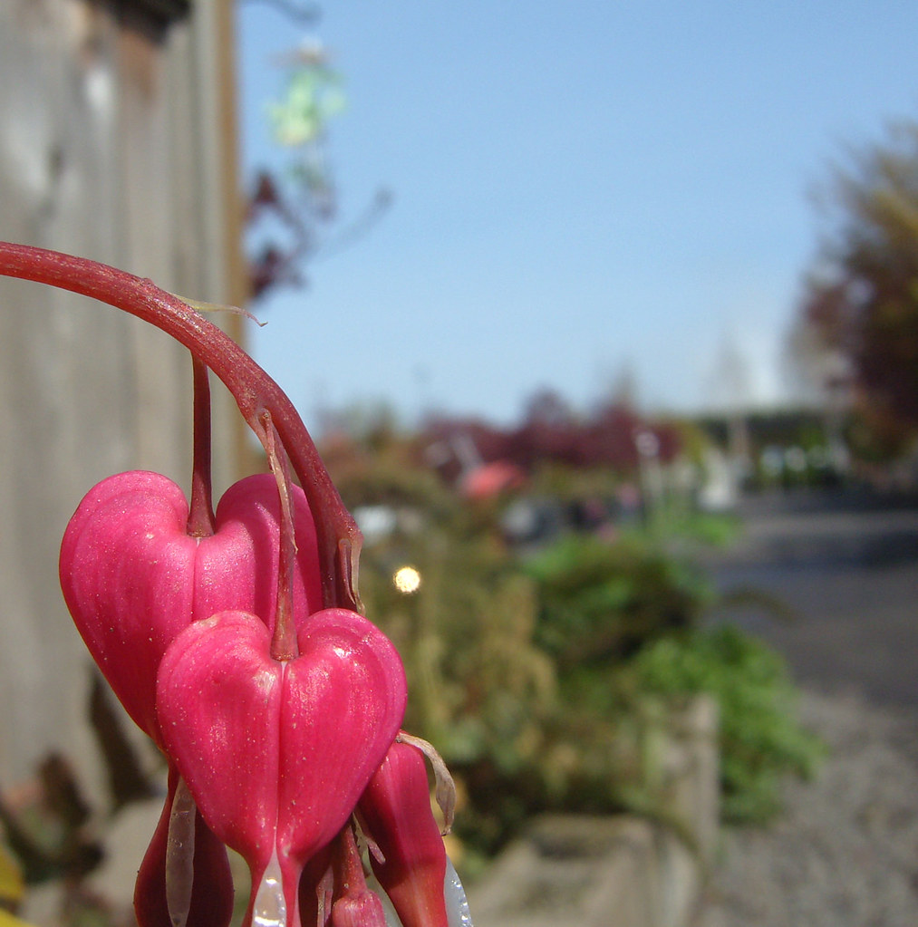 Due bei cuori naturali in una viuzza della città