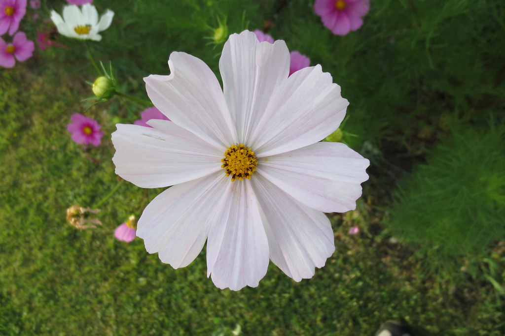 Fiore bianco con petali frastagliati