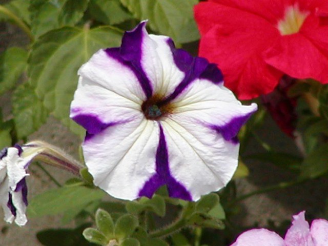 Fiore bianco e viola con petali che formano un cerchio