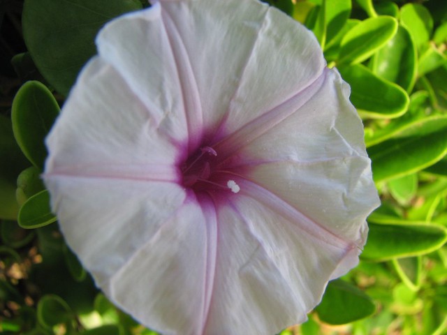 Fiore bianco molto carino con petali che formano un cerchio