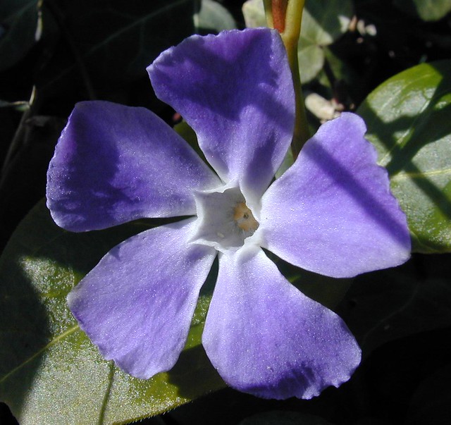 Fiore con larghi petali viola in primo piano