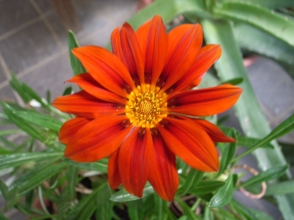 Fiore con petali arancioni e un bel giallo al centro