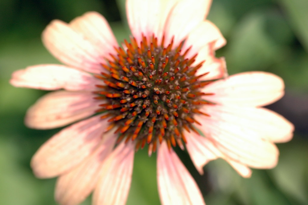 Fiore con petali bianchi con varie venature e centro ad aghi